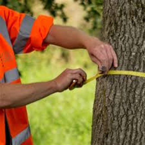 Arborist measuring tree