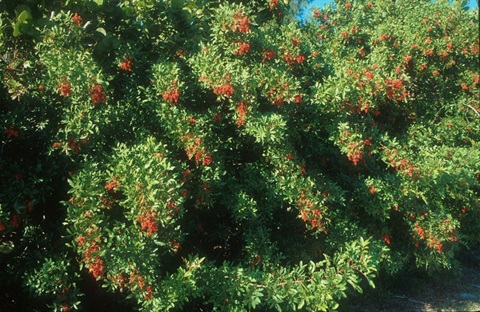 brazilian_pepper_tree.jpg