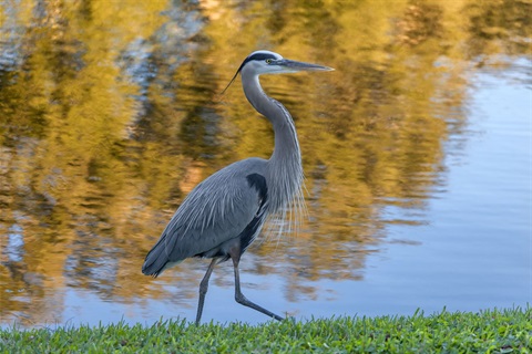 Heron by the water