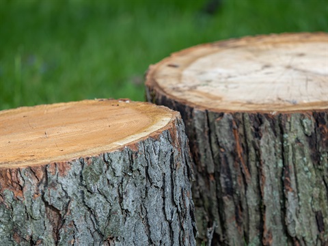 Tree-Stump-Removal-Indianapolis-IN.jpg