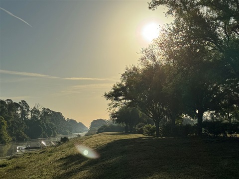 trees.jpg