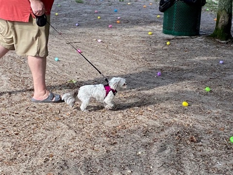 Dog searching for eggs
