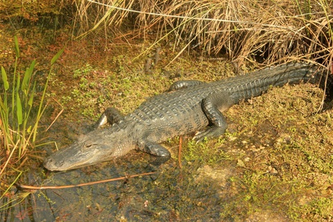 Photo of an alligator in wet land