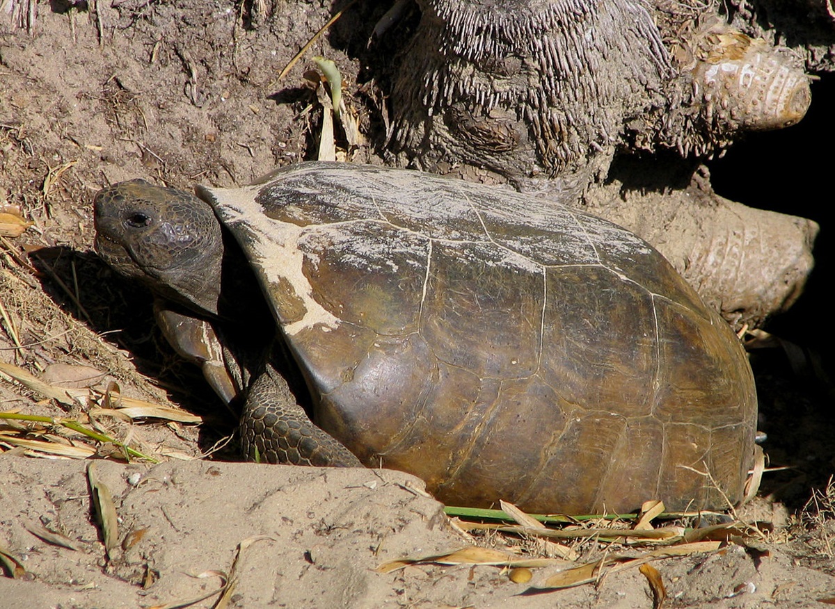 Gopher Tortoise - North Port, FL
