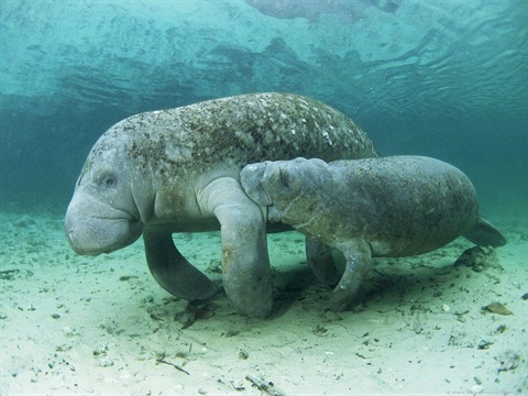 two manatees swimming