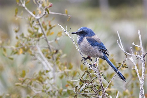 a blue scrub jay on a branch