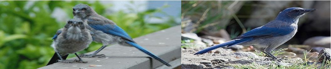 Scrub jays