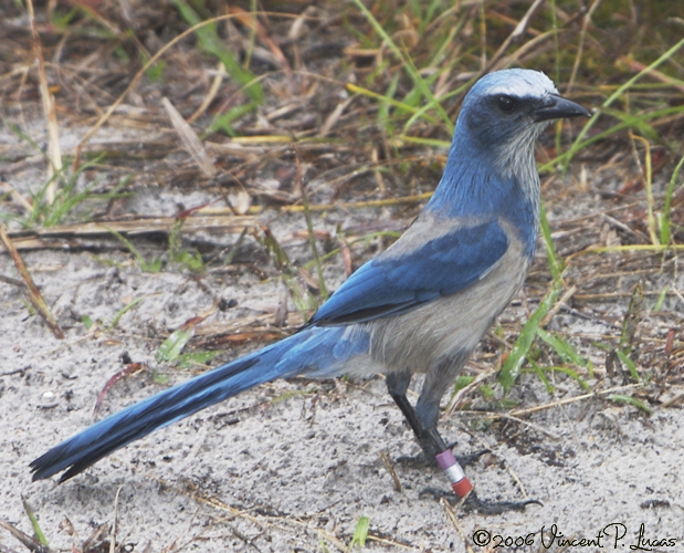 Scrub-jay