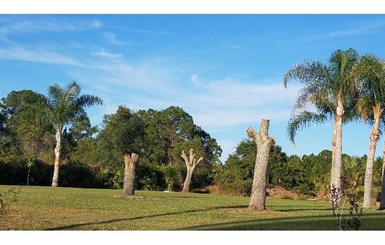 Palm trees in a field