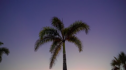 Palm.jpg