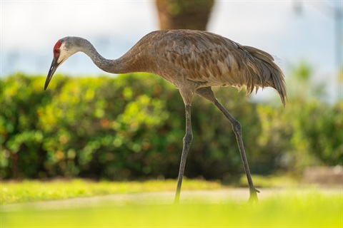 sandhill crane