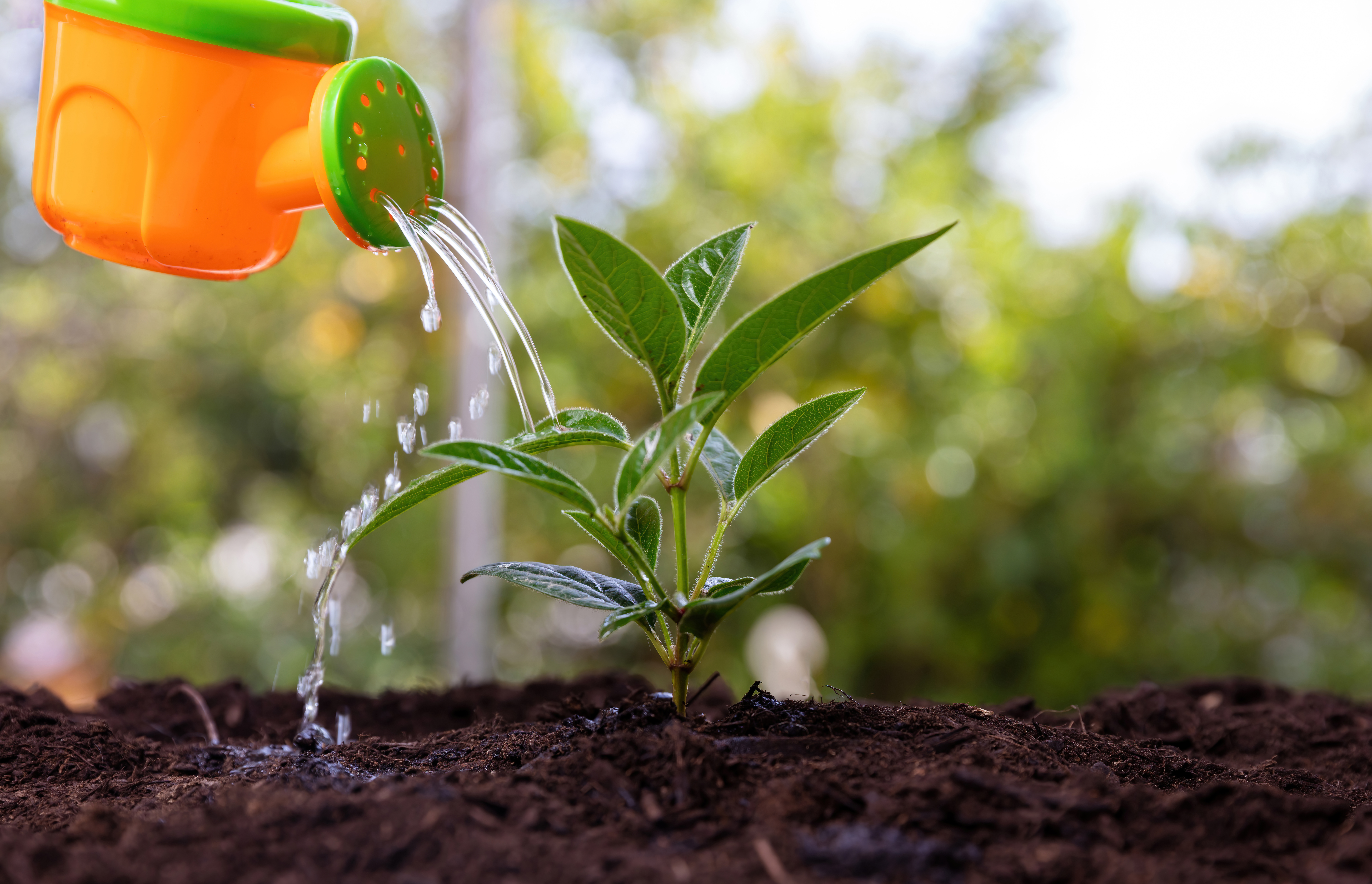 watering can watering a plant