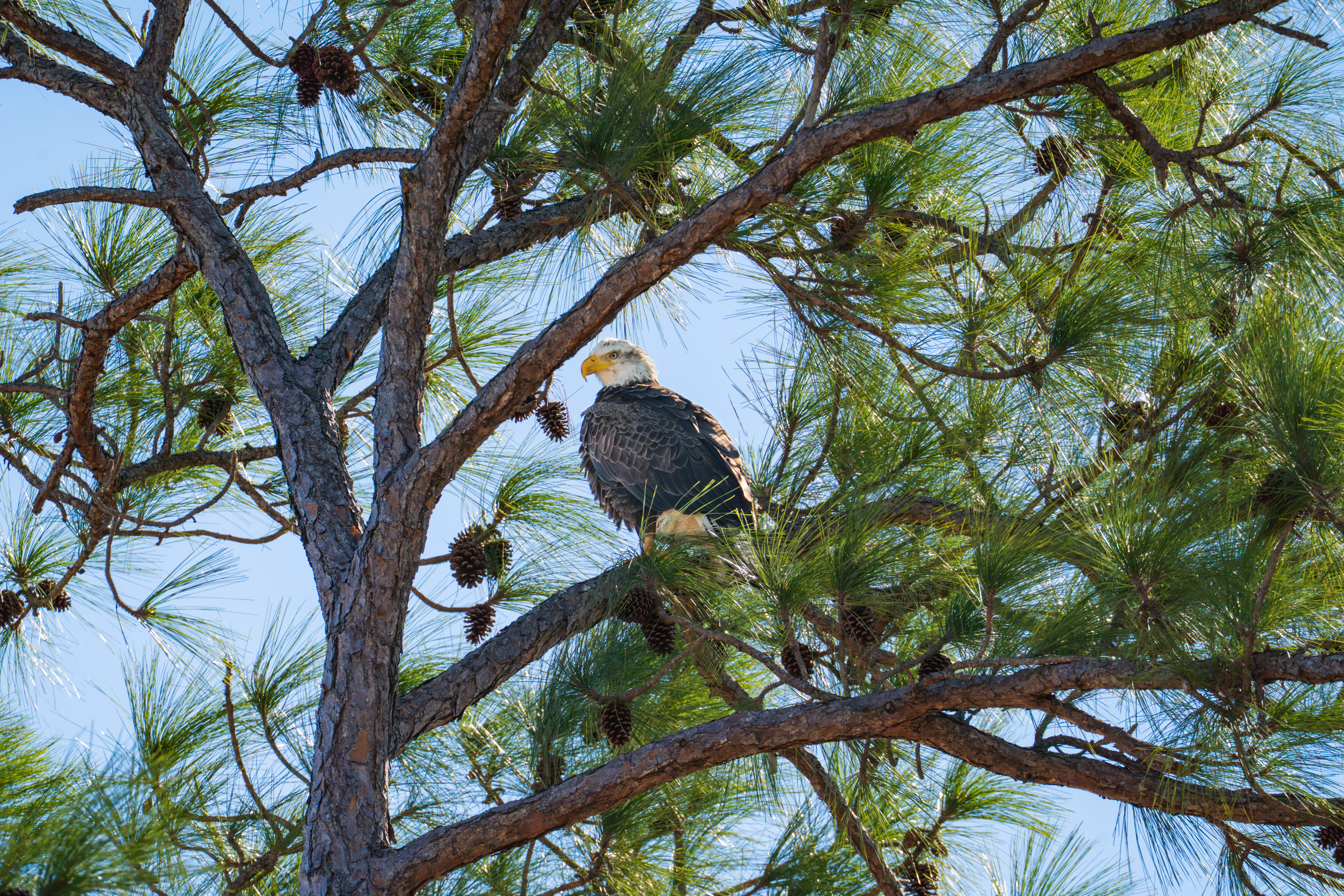 Bald Eagle at Station 81 Groundbreaking_CD.jpg