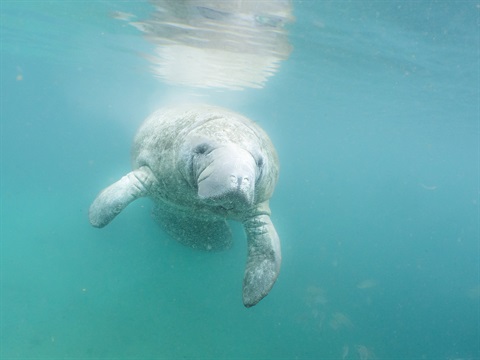 closeup-shot-of-a-sea-cow-manatee-underwater-2025-02-02-11-35-36-utc.jpg