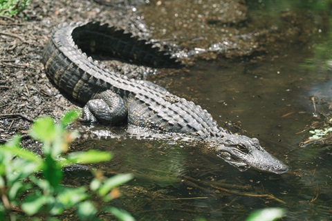 Wildlife-6.jpg