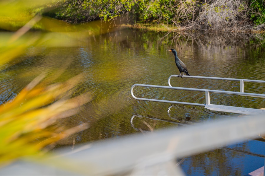 bird perched on a kayak ramp