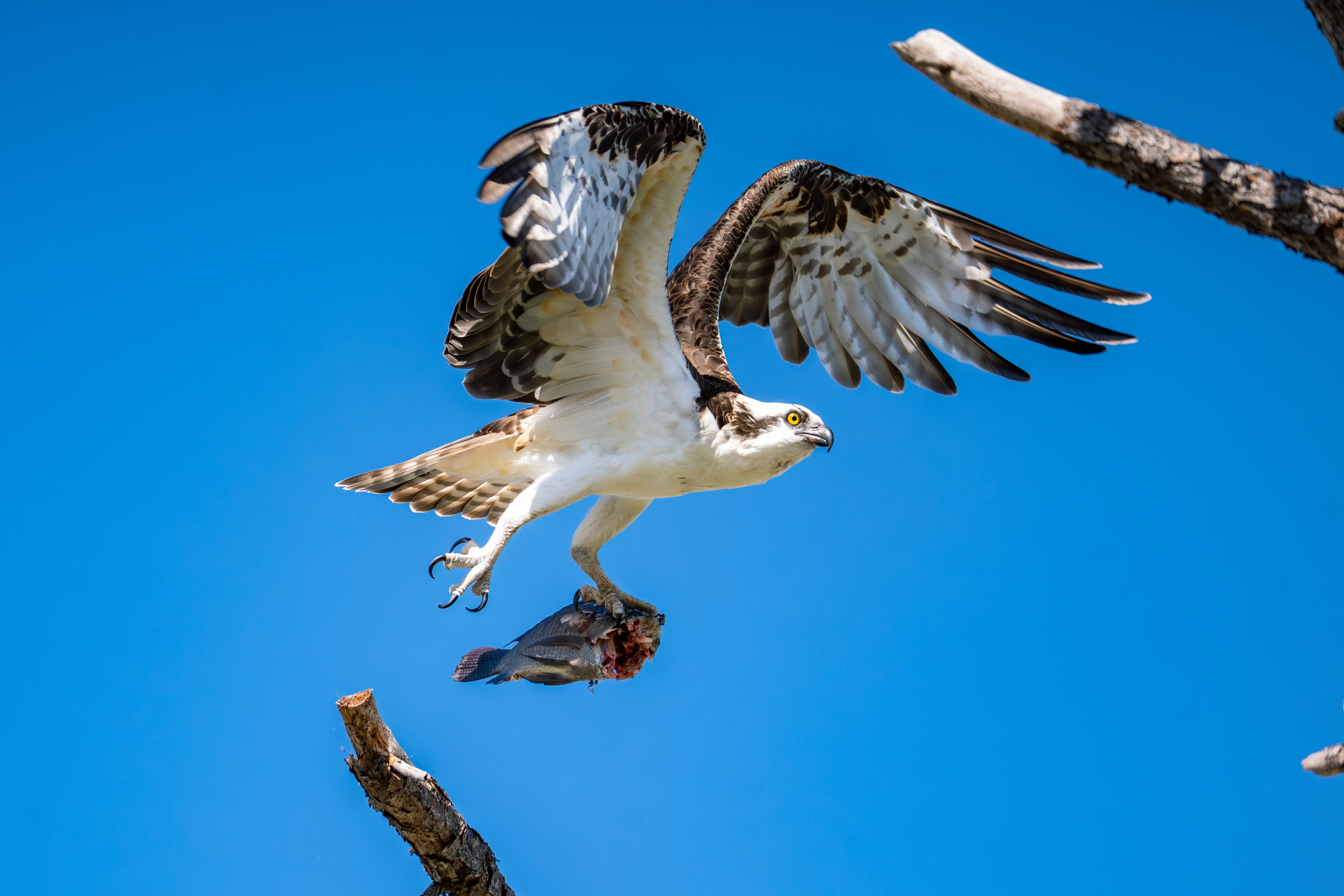 Osprey Flying_CD.jpg